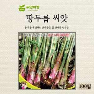 세계종묘 땅두릅 씨앗 100립, 15. 땅두릅 100립, 1개