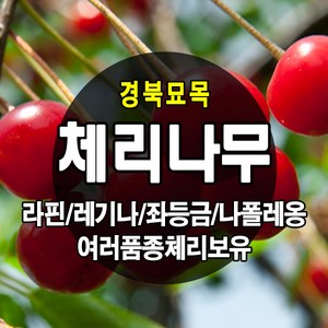 [경북농원] 체리나무묘목 신품종 자가수정 (라핀/레기나/좌등금/나폴레옹등등) 접목묘, 라핀(자기수정)접목 상묘, 1개, 체리