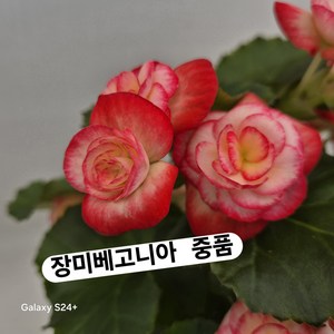 장미베고니아/대, 1개