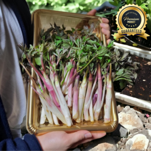 고니네 강원도 봄내음 땅두릅 최상품 500g 1kg 1.5kg.2kg, 1박스