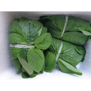 부드러운 생콩잎 1묶음 푸른콩잎, 생콩잎-2단, 2개, 200g