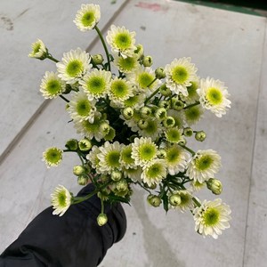 [사직생화] 포드 소국 생화 한단.