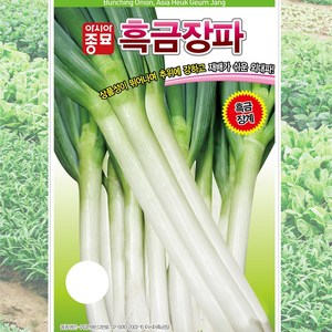 리크 LEEK (10g) 서양대파 리이크 씨앗, 1개