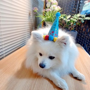 펫푸드온 강아지생일 고깔, 블루 고깔