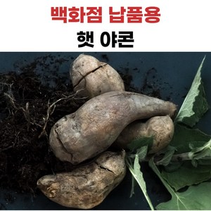 더좋은 야콘 국내산, 1개, 10kg