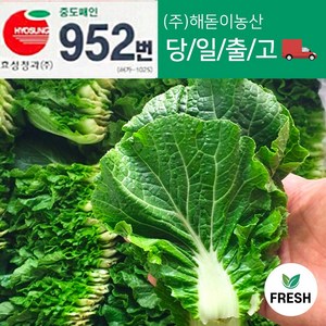 <해돋이농산> 국내산 쌈추 쌈배추 쌈야채 쌈채소 2kg 내외, 2kg내외, 1개