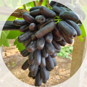 포도 최상급 프리미엄 블랙사파이어 가지포도 1kg, 1개