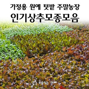 [모종심는아빠] 상추 모종 모음, 꽃상추, 모종3개, 1개