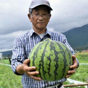 [고니네농수산] 추워도 맛있는 겨울수박, 1개, 5kg