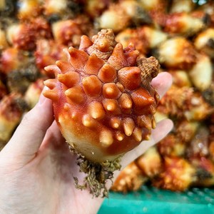 신선푸드] 국내산 청정 통영앞바다 멍게, 1개, 활멍게 1kg
