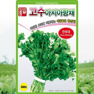 베트남 동남아 채소 고수씨앗 2g 고수씨 종자 향채, 1개