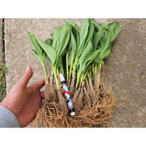 산마늘모종 100촉 10년생 울릉도종 명이나물 뿌리 종근 씨앗 산나물 재배, 1개