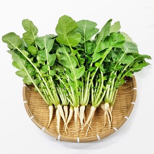 사계절청년농부 아삭한 포천 열무 2kg 4kg 얼갈이 배추 세트 구성, 1세트, 열무 2kg 얼갈이 2kg