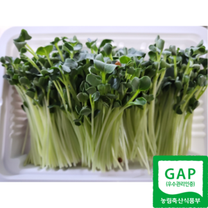 gap 수경재배 무순 150g, 30개