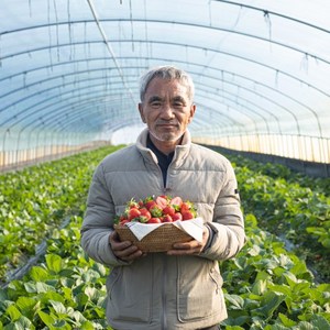 13월의농장 고당도 프리미엄 생딸기 산지직송 제철과일 당일배송 GAP인증 900g 1.8kg, 900g(실속) x 1박스, 1개