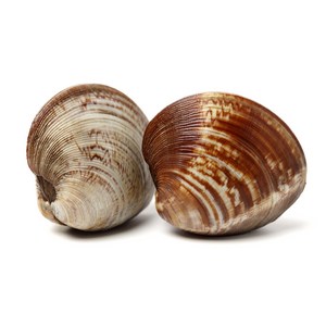 생물 백생합 조개 생합 2kg 당일조업 활 백합조개, 1개