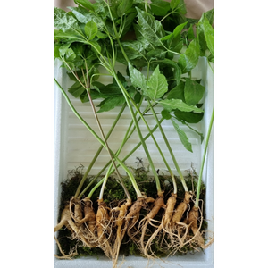 [백세산삼] 새싹삼 싹대삼 산양삼 9-10년근 10뿌리 20뿌리, 10개, 10g