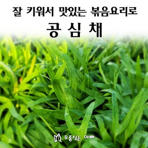 [모종심는아빠] 튼실하고 꽉차게 키운 공심채모종 모닝글로리, 모종3포트, 1개