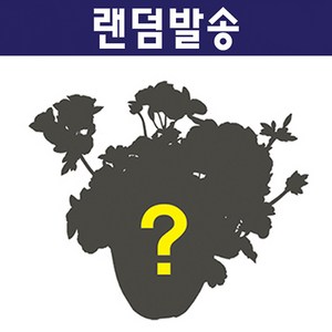 제라늄 15cm 뽑기, 1개