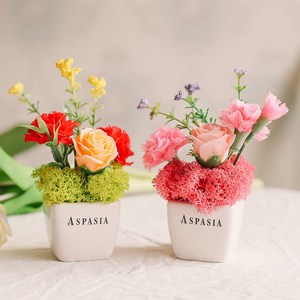 카네이션 비누꽃 스칸디아모스 화분 2개 습기제거 공기정화, 레드+핑크