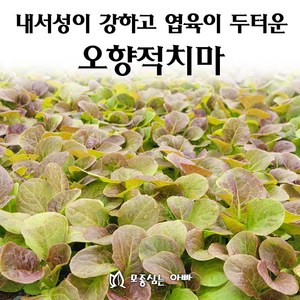 [모종심는아빠] 내서성이 강하고 엽육이 두터운 오향적치마 상추 모종, 6개