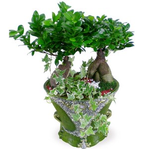 꽃뜨랑 공기정화식물, C10 펜다쌍대, 1