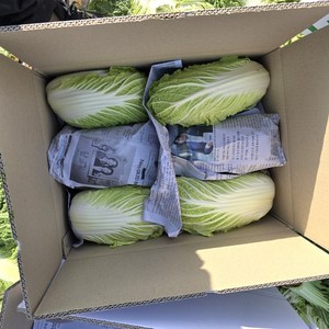 동배기네 해남 알배기 쌈배추 개당(700g~1000g)내외, 1박스, 3kg