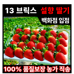 [프리미엄 13브릭스 고당도] 바른마켓 논산 설향 딸기 대과 800g 24~30입 수확 농장직송 백화점 입점 100% 파손보장, 1세트, 800g ( 30개 대 )