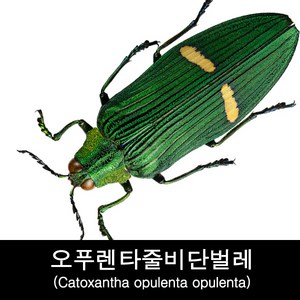 오푸렌타줄비단벌레표본