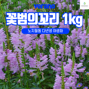 꽃범의 꼬리 씨앗 20kg 야생화 종자 분홍 흰색, 1개