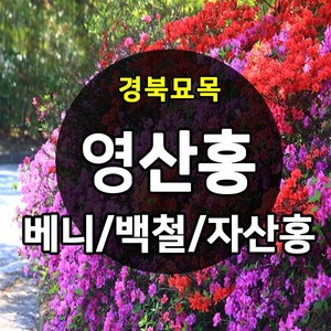 [경북농원] 철쭉 영산홍 연산홍 조경수 (베니/백철/자산홍) 석암철쭉 5주묶음 판매중, 영산홍_베니 5주묶음, 1개