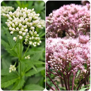 향등골풀 3개셋트 색상랜덤 다년생 노지월동 장기간개화 [시즌야생화], 1개