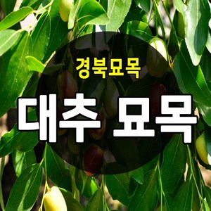 [경북농원] 대추나무묘목 접목 특묘 (왕대추/복조대추/사과대추), 사과대추 접목  2년생 특묘, 1개