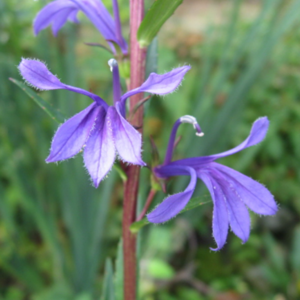 토종 숫잔대 [3포트 복남이네야생화 모종 토종식물 로벨리아 lobelia], 2개