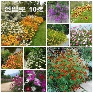[꽃씨 묶음] 진입로에 적합한 징한 녀석들 10선, 중간키