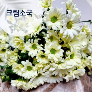 소국 한단 생화 꽃배달싼곳 흰색 핑크 노랑 소국꽃다발 꽃메일 생화택배, 크림 (크림소국), 1개
