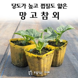 [모종심는아빠] 당도가 높고 껍질도 얇아 먹기 좋은 망고참외 모종, 3컵, 1개