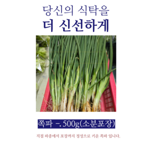 [야채농사꾼]쪽파 500g - (잔류농약검사 통과), 1개