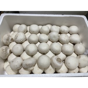 양송이 2kg, 중, 1개