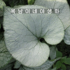 브루넬라 루킹글래스 [1포트 복남이네야생화 모종 호스타 그라스 bunnea], 1개