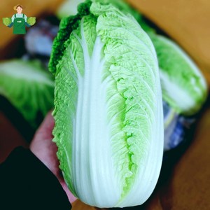 국내산 알배기 쌈 배추 알배추 2통 4통 6통, 2포기, 1개