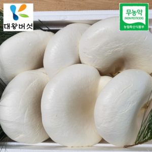 버섯의 황제 친환경 국내산 대왕버섯, 1kg, 1박스