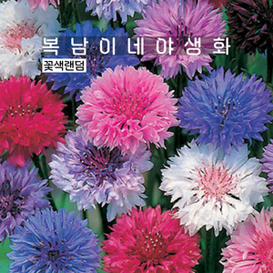 수레국화 [4개 복남이네야생화 모종], 4개