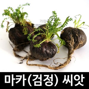 블랙 마카 씨앗 검정 검은 약초 종자 약용 야채 50알, 1개