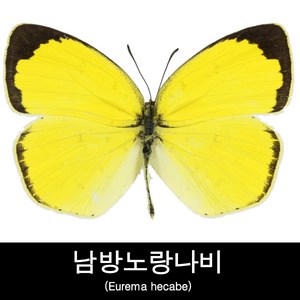 나비표본/남방노랑나비표본/Eurema hecabe, 1개