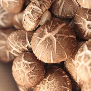 [무료배송]국내산 무농약 친환경 방금 재배한 싱싱한 생 표고버섯 1kg shiitake mushoom, 1박스, 국내산 무농약 친환경 표고버섯 못난+일반(파지)1kg