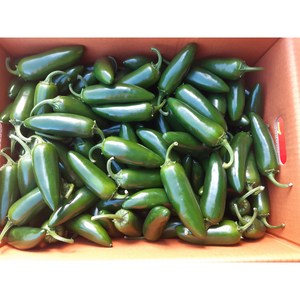 퍼팩트 할라피뇨 장아찌 피클용 아삭이고추 500g, 5kg, 1개