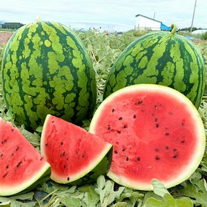 [품질보장] 고당도 하우스 수박 4kg 5kg 6kg, 1개, 수박 4kg 이상
