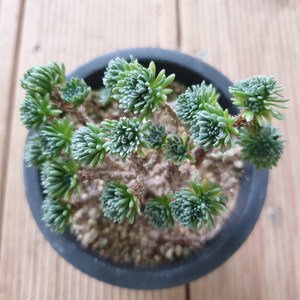 [수암다육] 소송록 랜덤발송 Sedum multiceps 랜덤발송 다육 다육이 다육식물, 1개