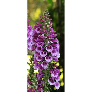 디기탈리스 달마시안 컬러선택 (꽃씨앗/10립) Digitalis Dalmatian F1, 퍼플, 1개